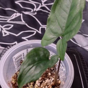 Syngonium Verde (3in pot)